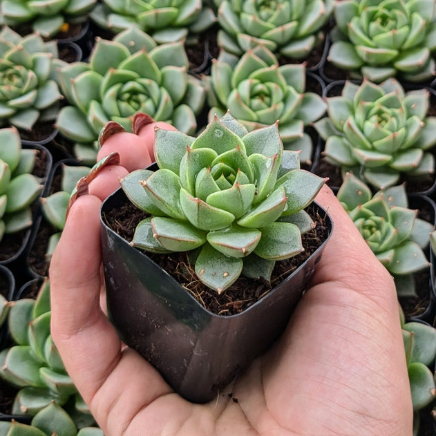 Echeveria 'Green Gilva'