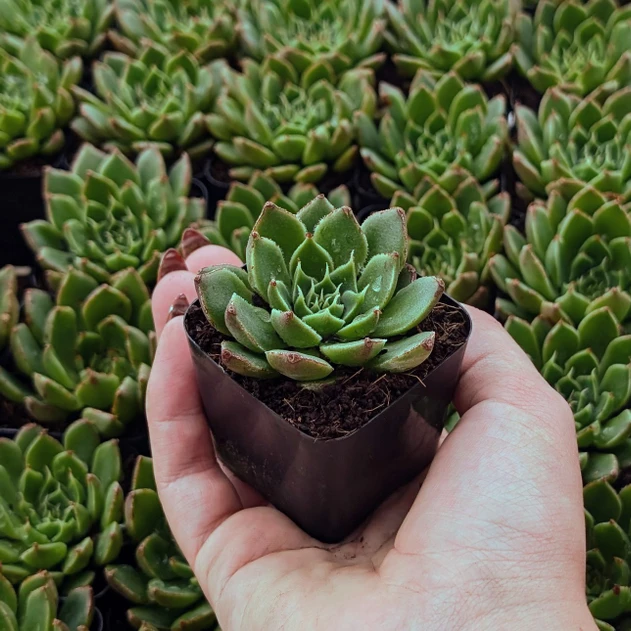 Echeveria 'Rosetta Cariba'