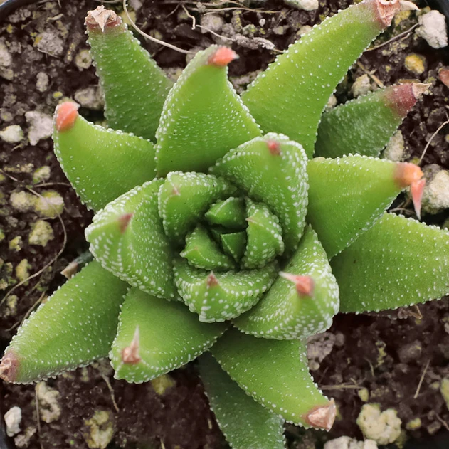 Haworthia glabrata [large]