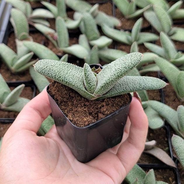 Gasteria 'Triceratops Skin'