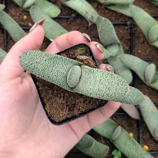 Gasteria 'Triceratops Skin'