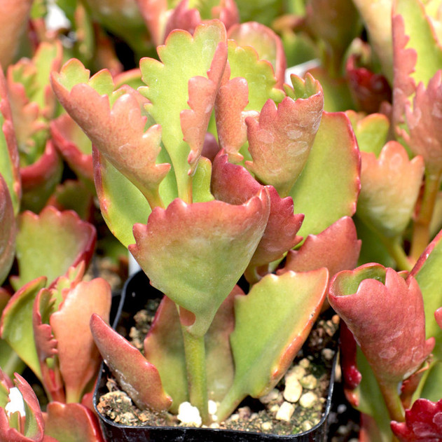 Kalanchoe sexangularis - Summer