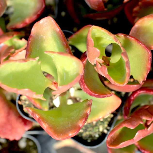 Kalanchoe sexangularis - Summer