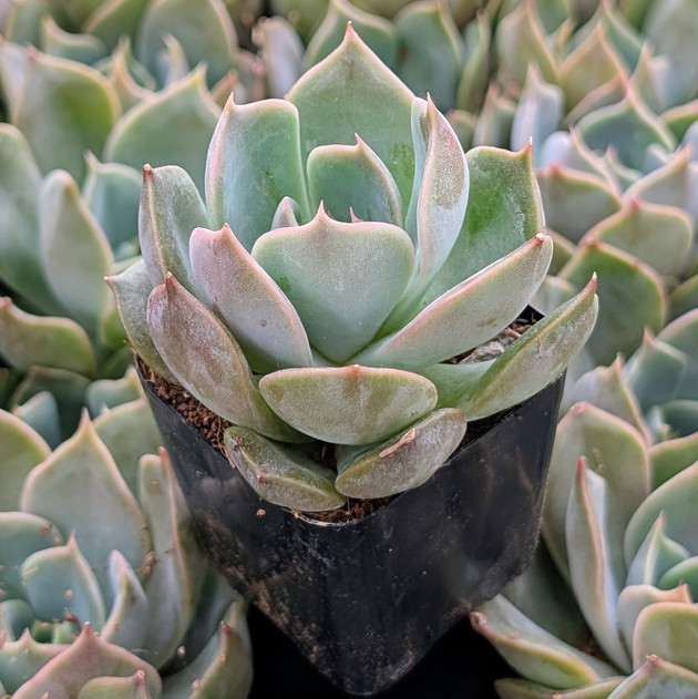 Echeveria ‘Starlight’