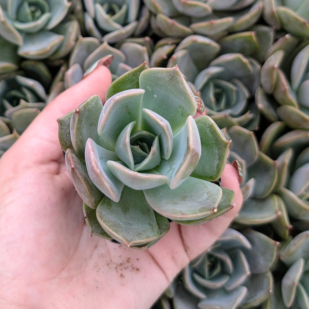 Echeveria ‘Starlight’