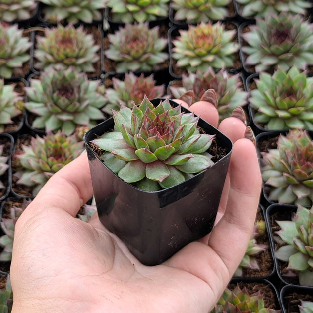 Sempervivum ‘Santino’