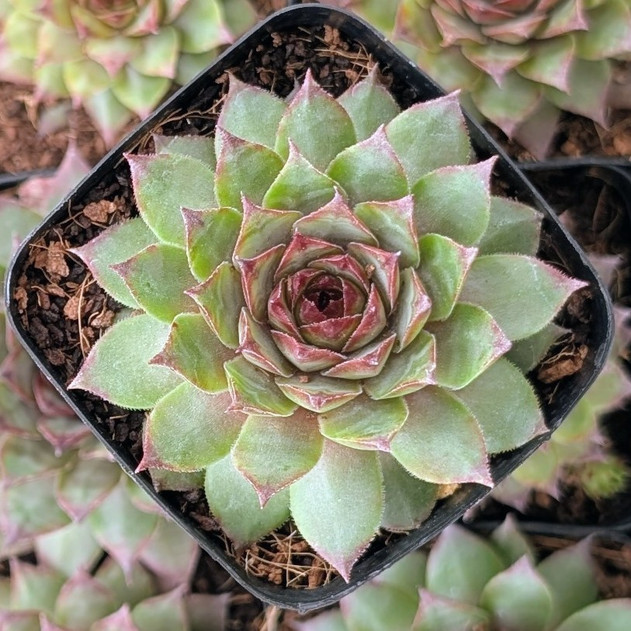 Sempervivum ‘Santino’