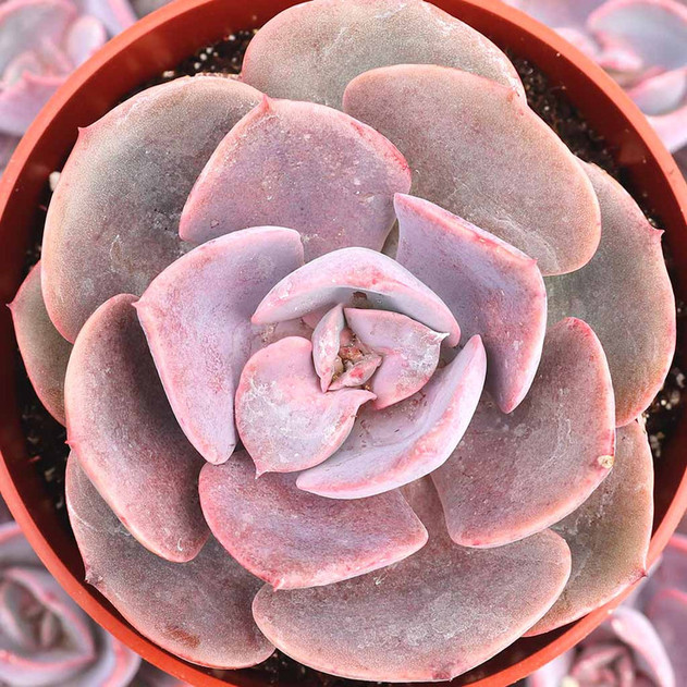 Echeveria 'Dusty Rose' [large]