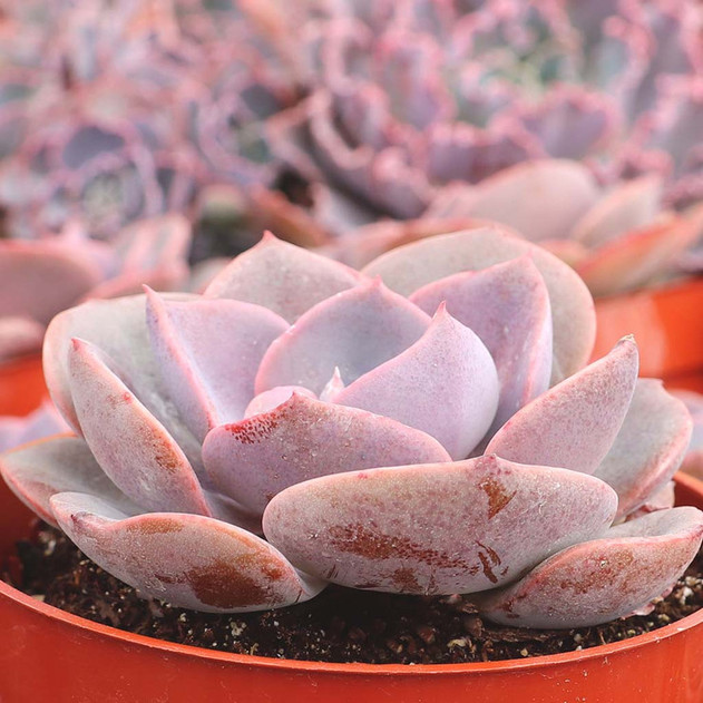 Echeveria 'Dusty Rose' [large]