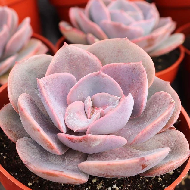 Echeveria 'Dusty Rose' [large]