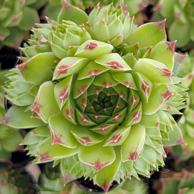 Sempervivum calcareum f/ 'Colonel Bayard'
