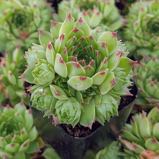 Sempervivum calcareum f/ 'Colonel Bayard'