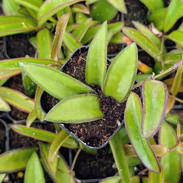 Hoya 'Wayetii'