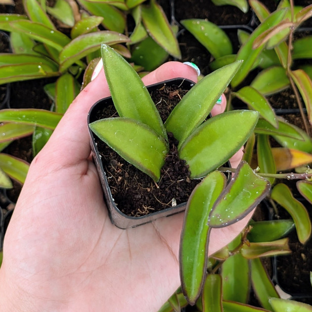 Hoya 'Wayetii'