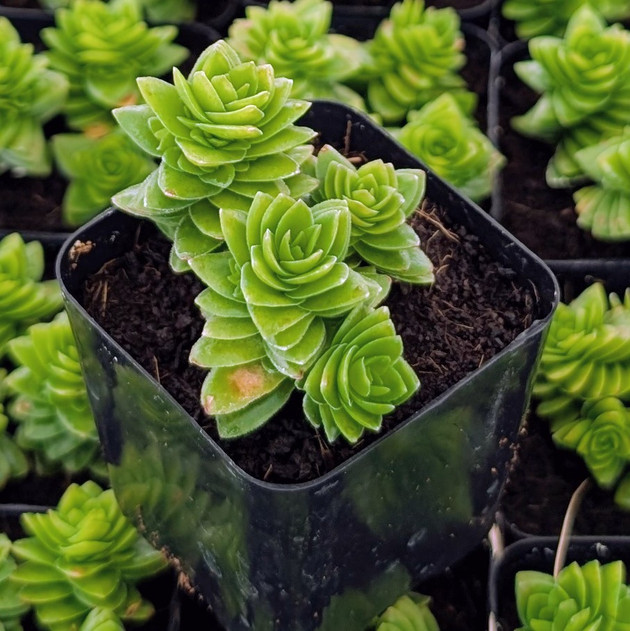 Crassula pyramidalis