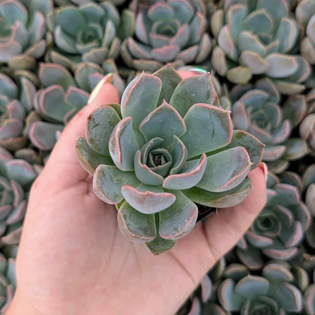 Echeveria 'Summer'