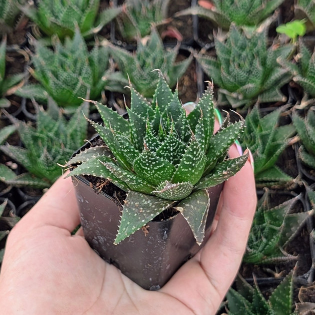 Aloe 'Ami'