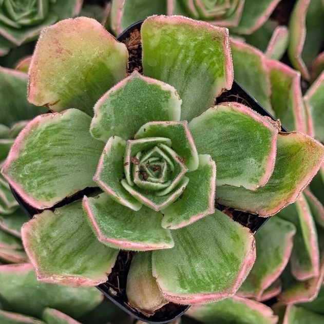 Aeonium 'Fluctuation'