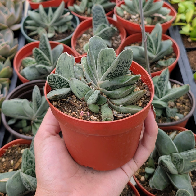 Gasteria armstrongii hybrid