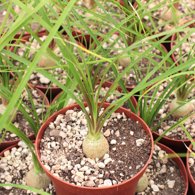 Beaucarnea recurvata - Ponytail Palm