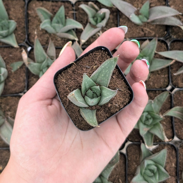 Haworthia ‘Savanna’