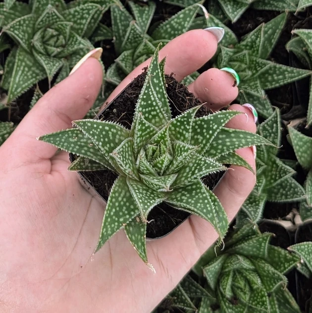 Aloe ‘Moonrise’