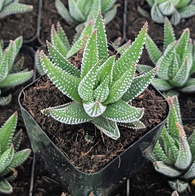Haworthia ‘Hybrid’