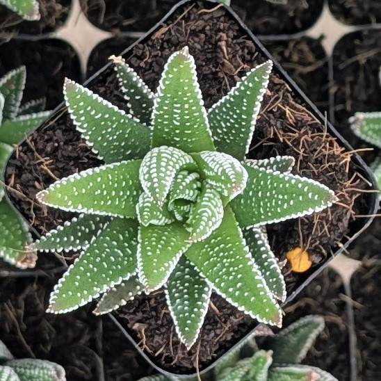 Haworthia ‘Hybrid’