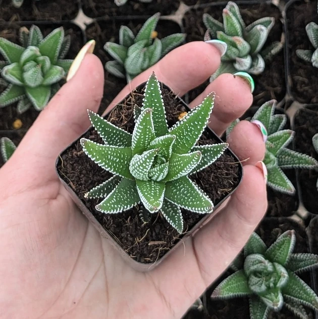 Haworthia ‘Hybrid’