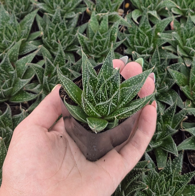 Aloe ‘Rising Moon’