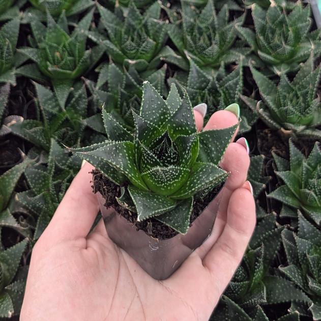 Aloe ‘Akila’