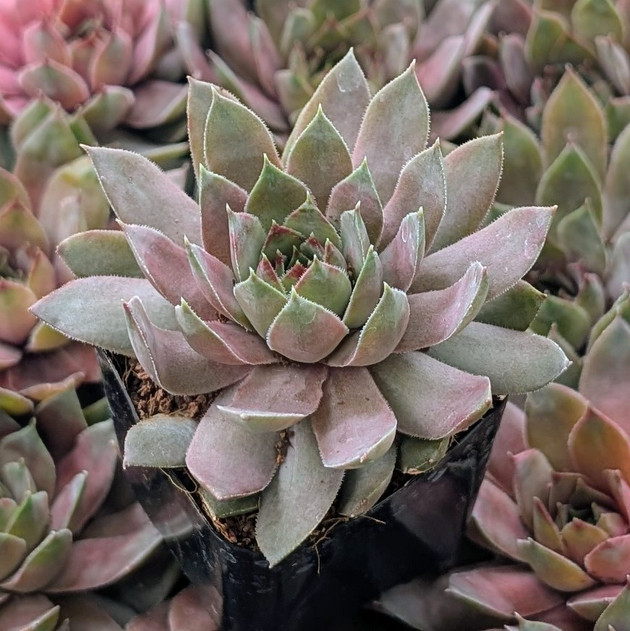 Sempervivum ‘Delighted’