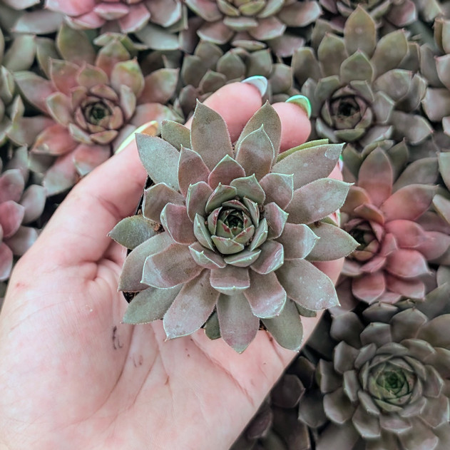 Sempervivum ‘Delighted’