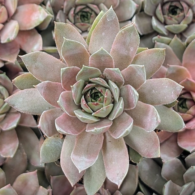 Sempervivum ‘Delighted’