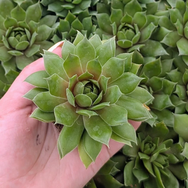 Sempervivum ‘Loved’