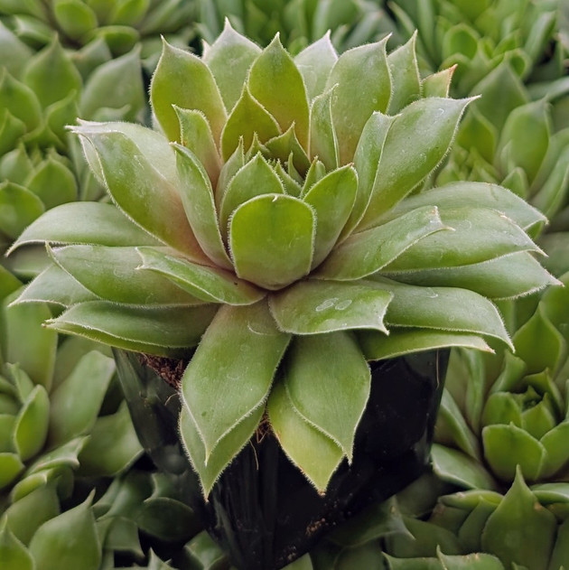 Sempervivum ‘Loved’
