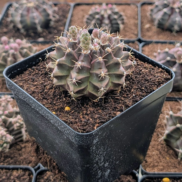 Gymnocalycium mihanovichii f. variegata 'Green'