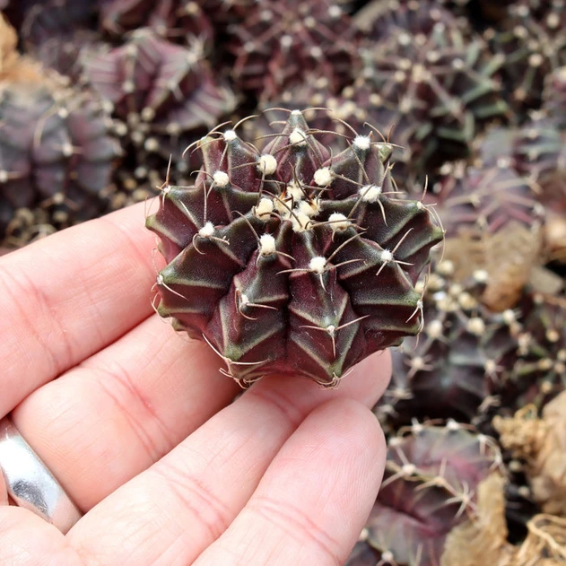 Gymnocalycium mihanovichii f. variegata 'Black Widow'