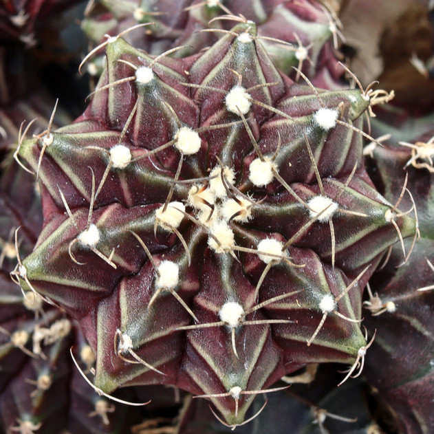 Gymnocalycium mihanovichii f. variegata 'Black Widow'