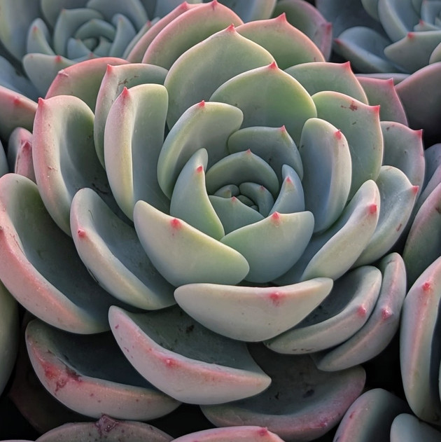Echeveria 'Salmon'