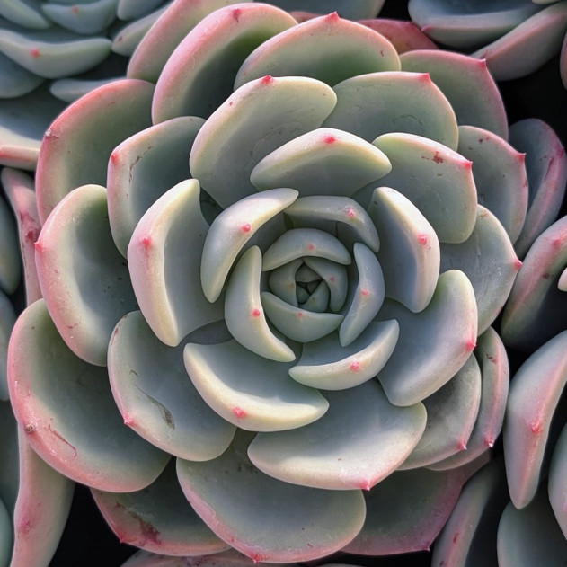Echeveria 'Salmon'