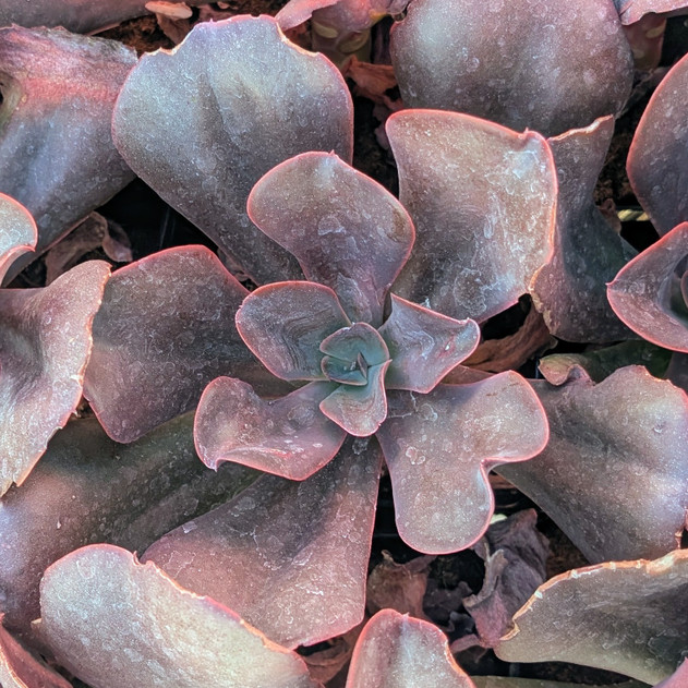 Echeveria ‘Hortencia’
