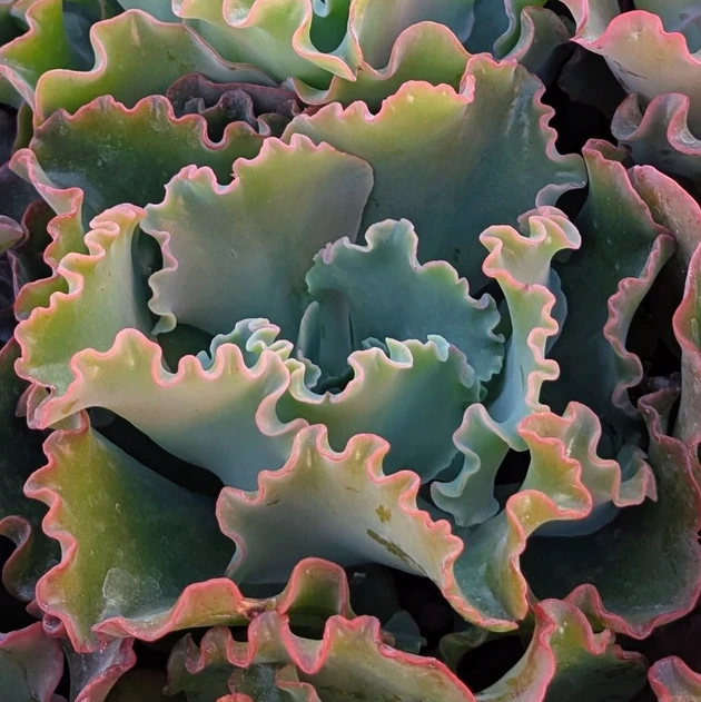 Echeveria ‘Sea Dragon’