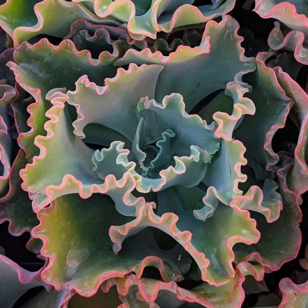 Echeveria ‘Sea Dragon’