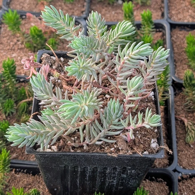 Tight & Tidy™ Sedum 'Blue Angelina' [large]