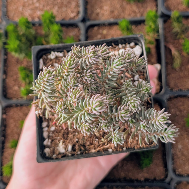 Tight & Tidy™ Sedum 'Pink Angelina' [large]