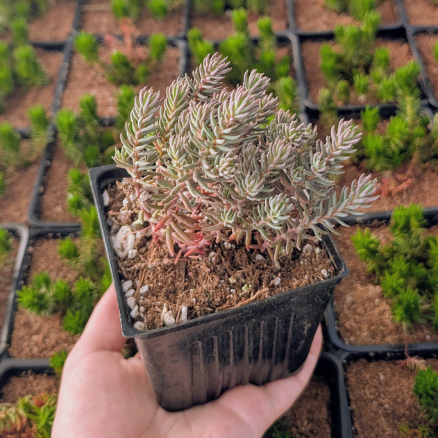 Tight & Tidy™ Sedum 'Pink Angelina' [large]