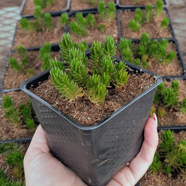 Tight & Tidy™ Sedum 'Green Angelina'
