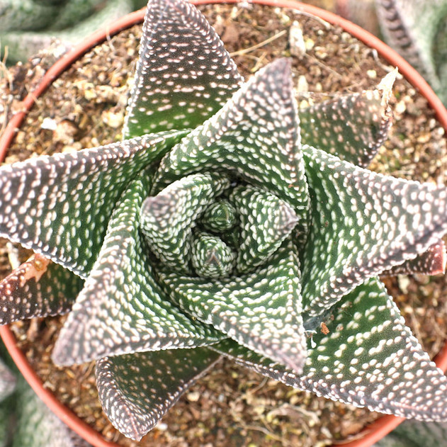 Gasteraloe 'Royal Highness'