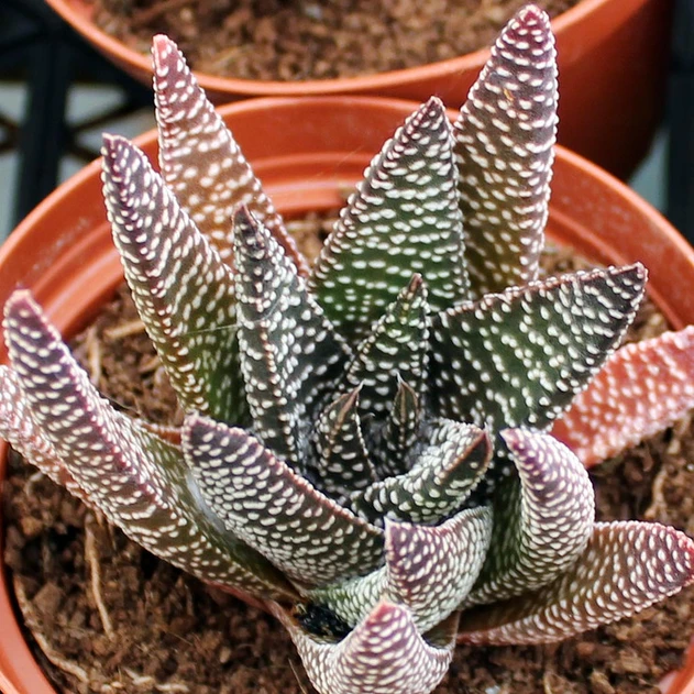 Gasteraloe 'Royal Highness'
